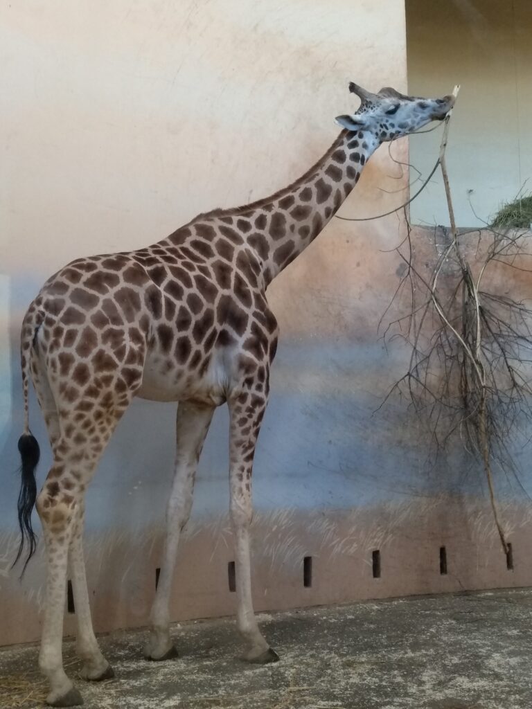 жираф обідає в Празькому зоопарку