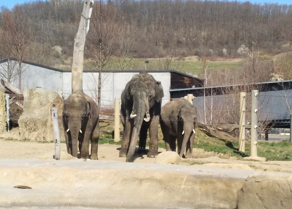 слони в Празькому зоопарку