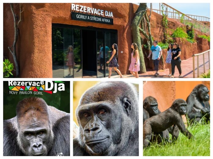 Новий павільйон Gorilla. Фото: zoopraha.cz