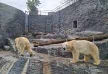 Празький зоопарк запрошує дітей 1 червня безкоштовно
