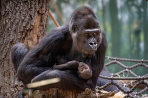 Foto Oliver Le Que, Zoo Praha Празький зоопарк