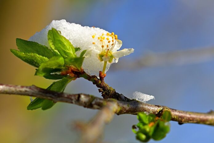 Весна, мороз в Чехії
