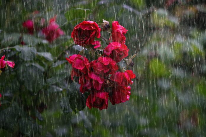 Дощ квіти шторм в Чехії